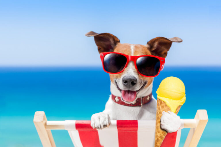 Daytona Beach Shores Dog Friendly Condos Page